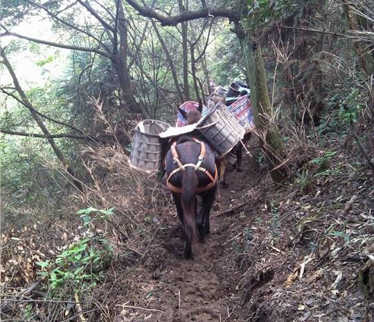 浙江马帮运输公司