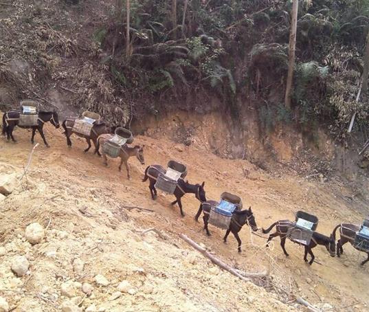 浙江山路马帮运输