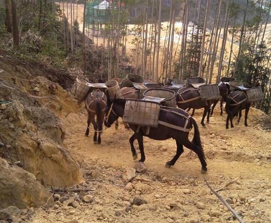 浙江山区马队运输