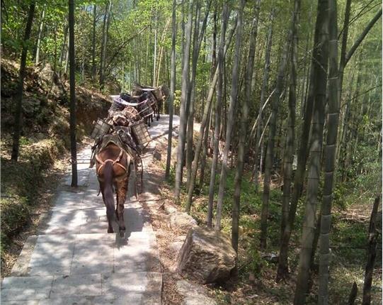 浙江山区骡马运输