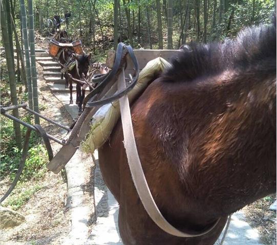 浙江骡马队运输