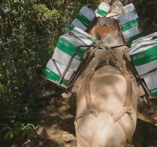 浙江骡马山路运输