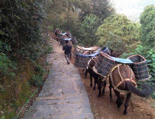 浙江骡马运输电话