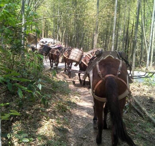 浙江骡马运输公司