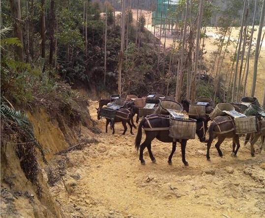 浙江马帮山路运输