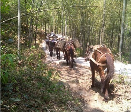 浙江马帮运输电话