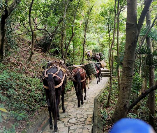 浙江马队运输电话