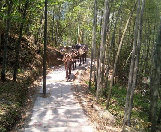 浙江马队运输公司