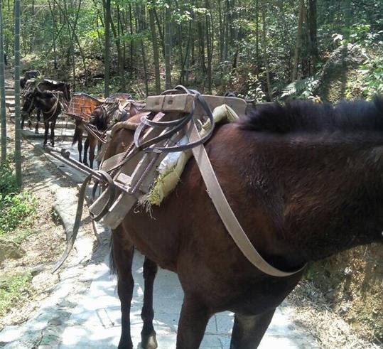 浙江山路骡马运输