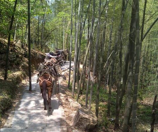 浙江山路马队运输